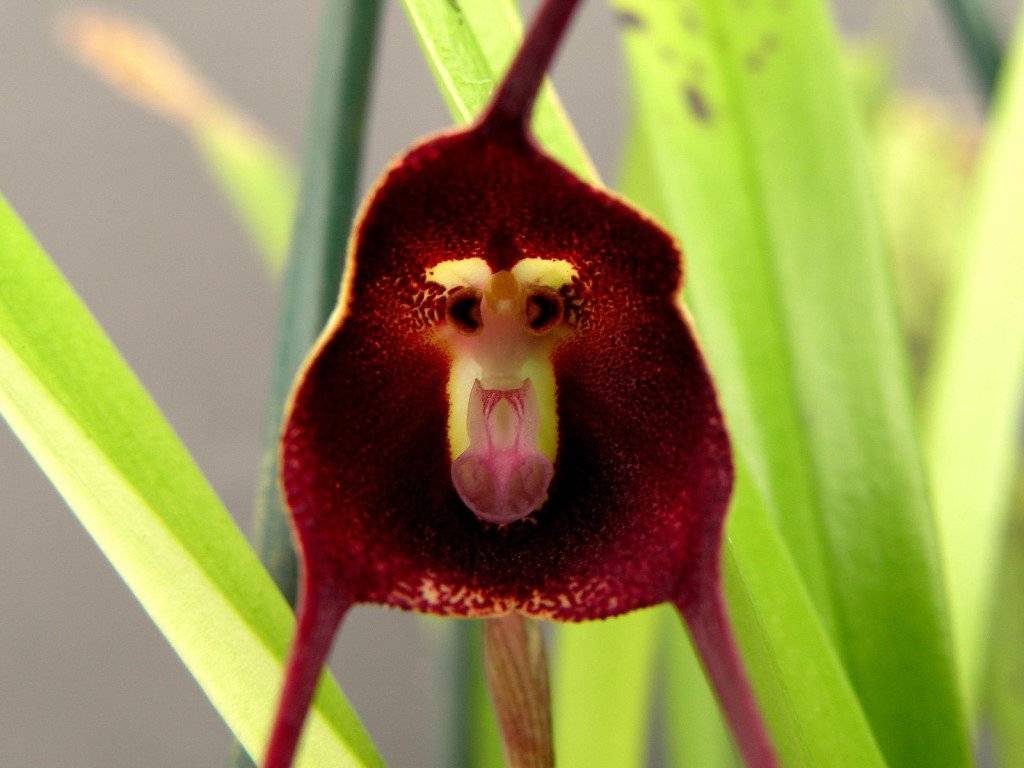 Орхидеи обезьянья мордочка - описание и уход с фото, а также отзывы владельцев