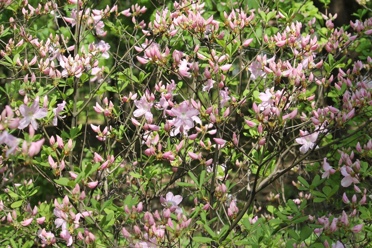 Рододендрон шлиппенбаха: описание кустарника и выращивание семенами, фото