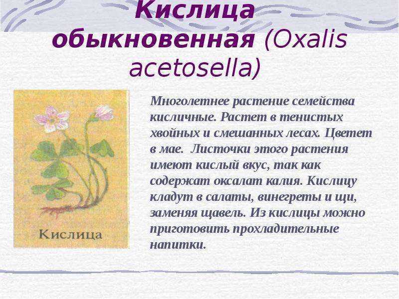 Кислица садовая: описание, особенности выращивания и ухода, фото - sadovnikam.ru