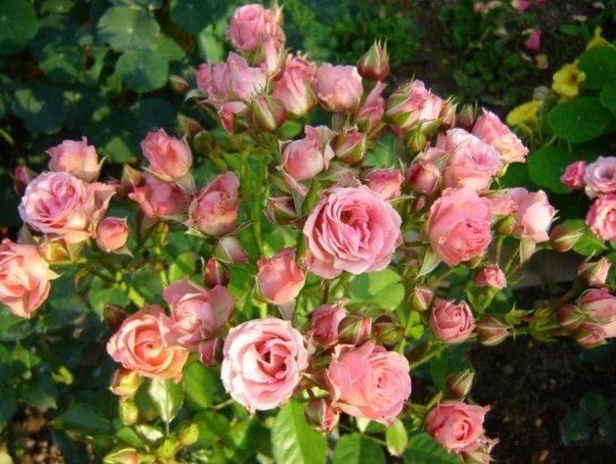 Посадка и уход за розой лидия — описание и фото культуры