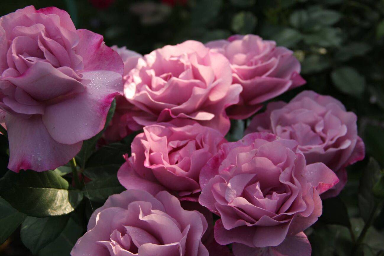Роза Муди Блюз — основные правила содержания растения
