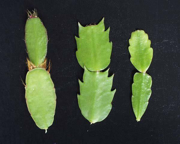 Выращивание декабриста из листочка. технология посадки и рекомендации по последующему уходу