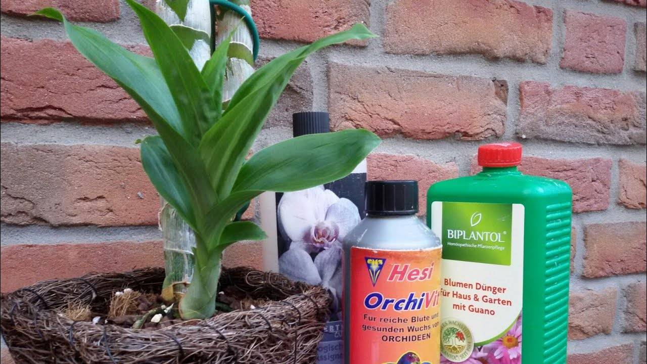 Уход за орхидеей: примеры выращивания цветка в домашних условиях