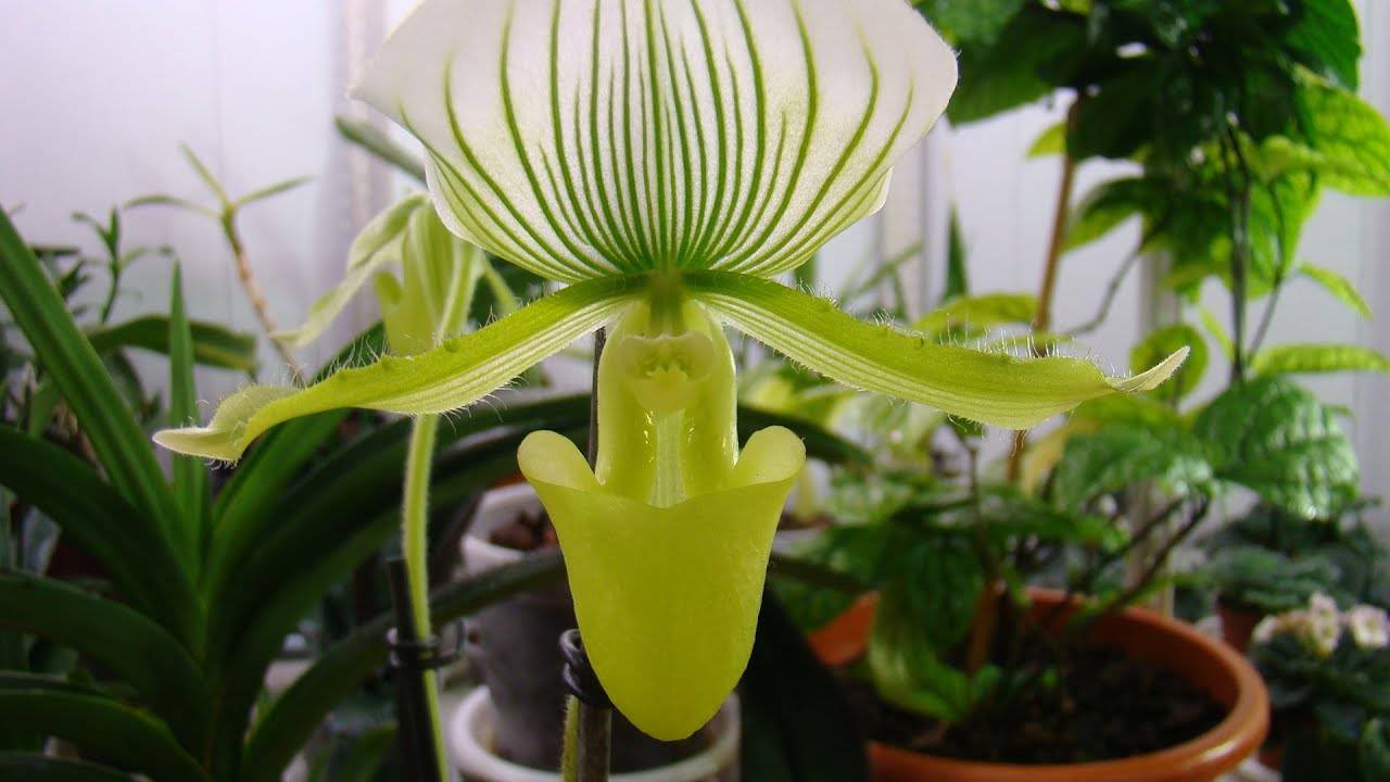 «венерины башмачки», или пафиопедилум — легенда среди комнатных орхидей. уход в домашних условиях. фото — ботаничка