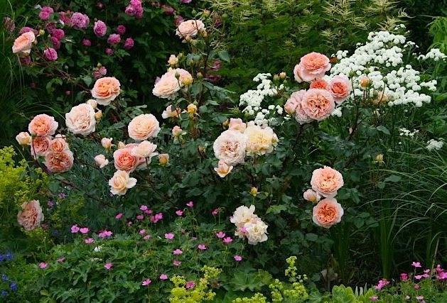 Роза абрахам дерби: изящная и ароматная