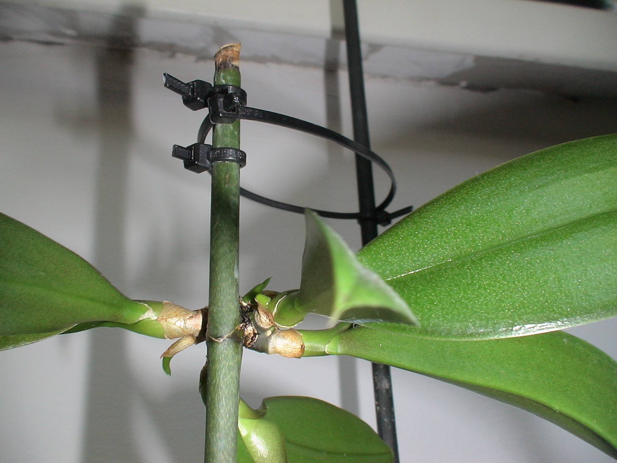 Пересадка орхидеи в домашних условиях — пошаговое руководство - цветочки
 - 27 мая
 - 43068209281 - медиаплатформа миртесен