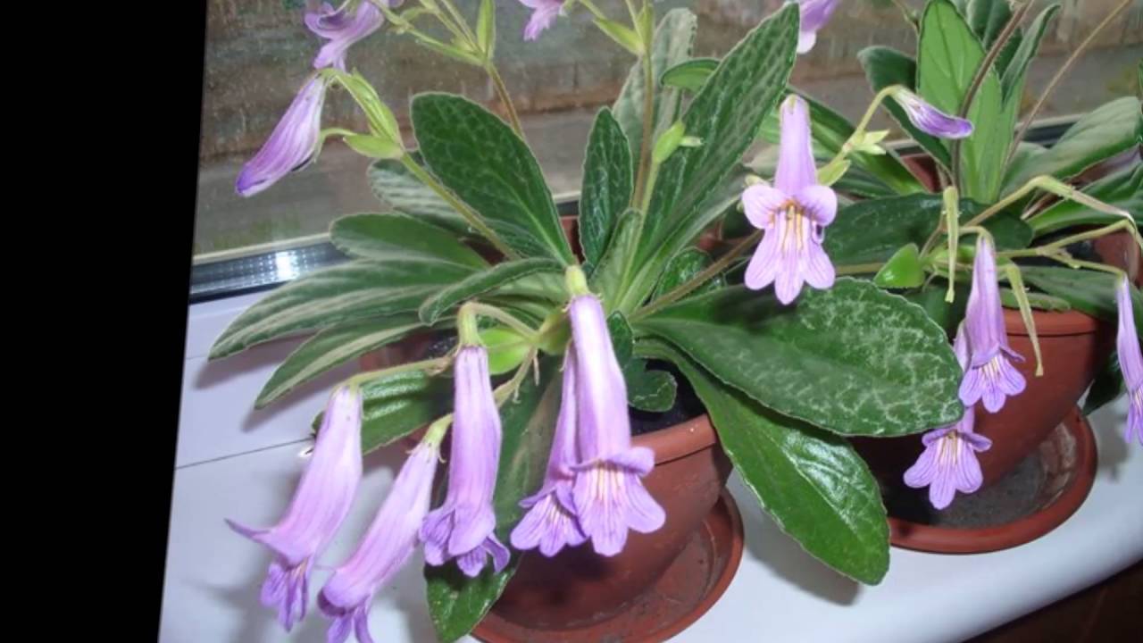 Хирита: размножение и уход за цветком в домашних условиях