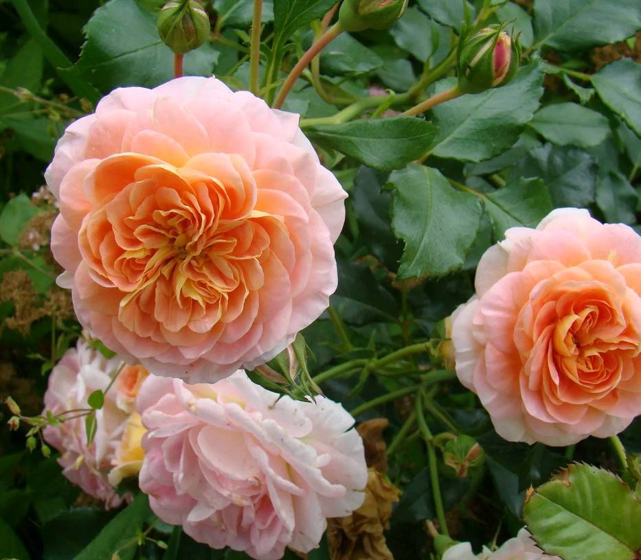 Роза полька: описание сорта, особенности посадки и выращивания