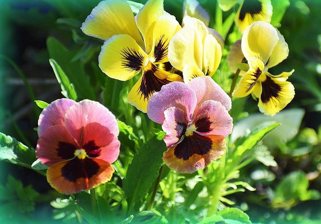 Цветы виола (анютины глазки): фото, выращивание из семян в открытом грунте, посадка и уход, как собрать семена, размножение