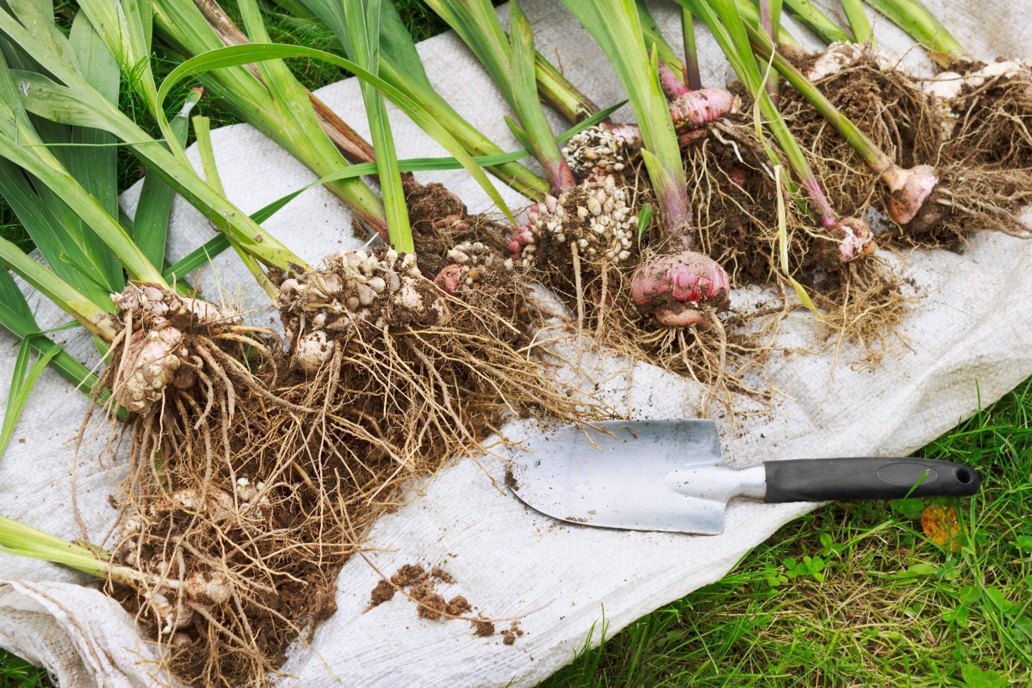 Как хранить луковицы тюльпанов до посадки осенью или весной в домашних условиях