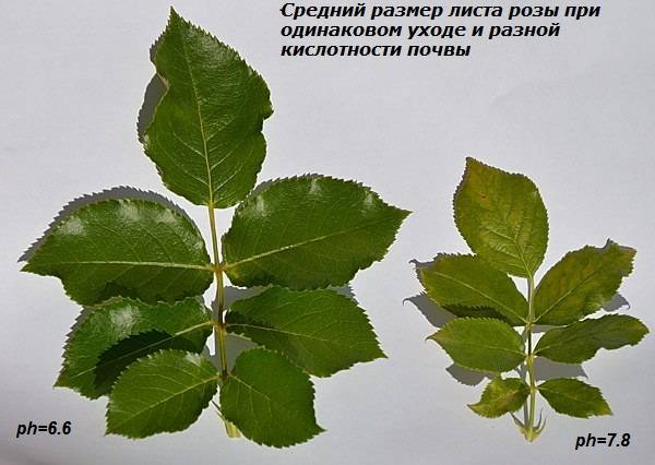 Как отличить розу от шиповника - дневник садовода flowers-republic.ru