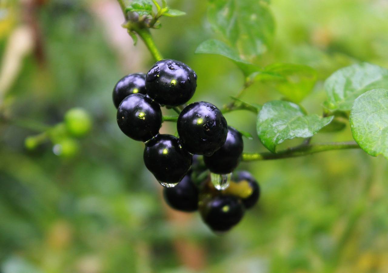 Паслен черный — ядовитая ягода в народной медицине ✚