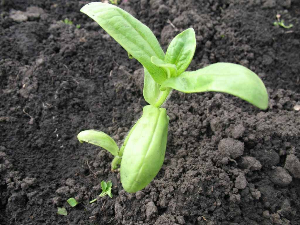 Выращивание циннии из семян