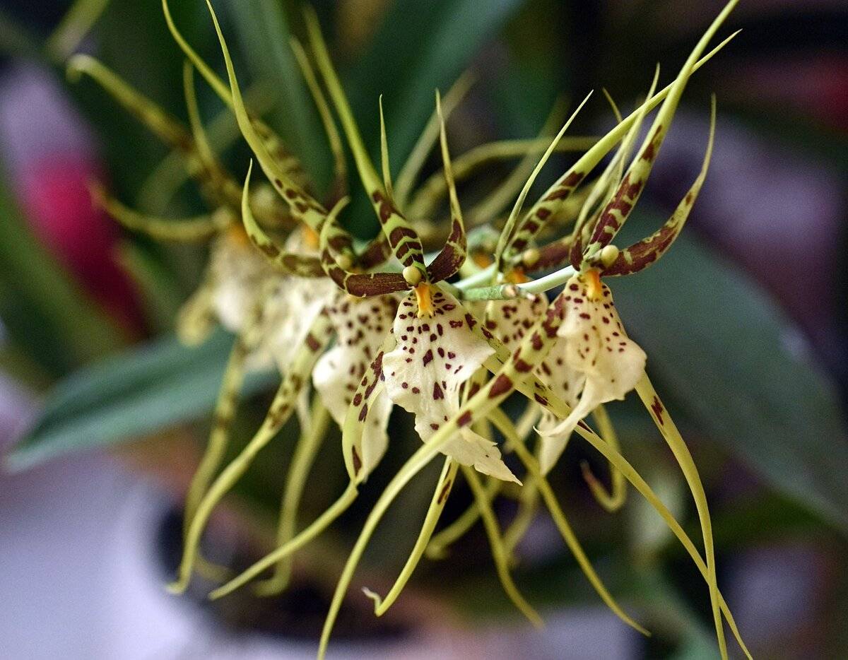 Особенности выращивания орхидеи брассии дома. как обеспечить достойный уход за гостьей из американских тропиков?