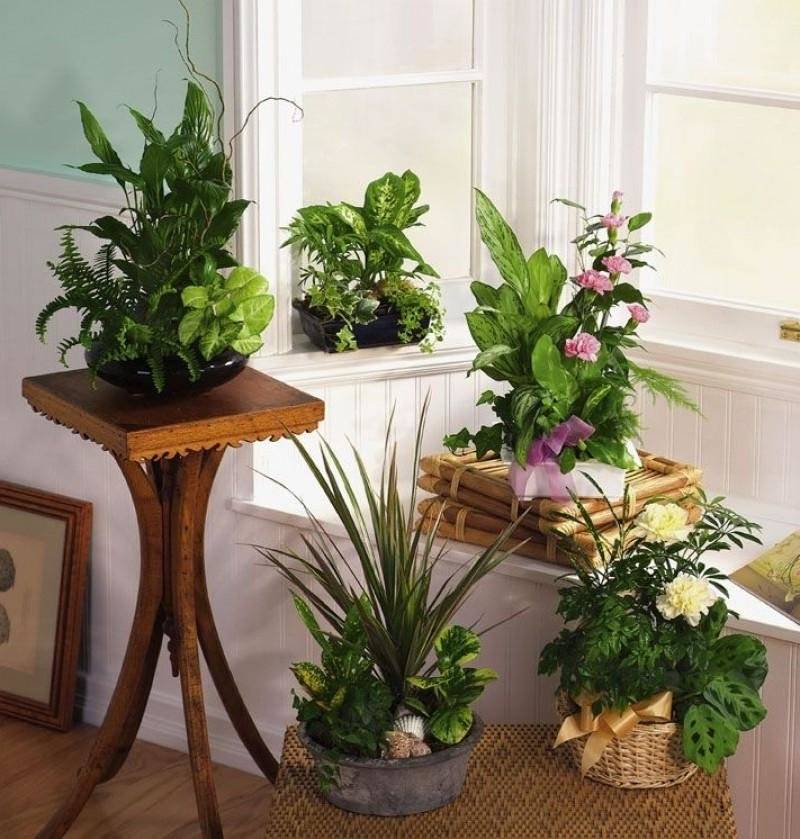Лучшие комнатные растения для дома и квартиры