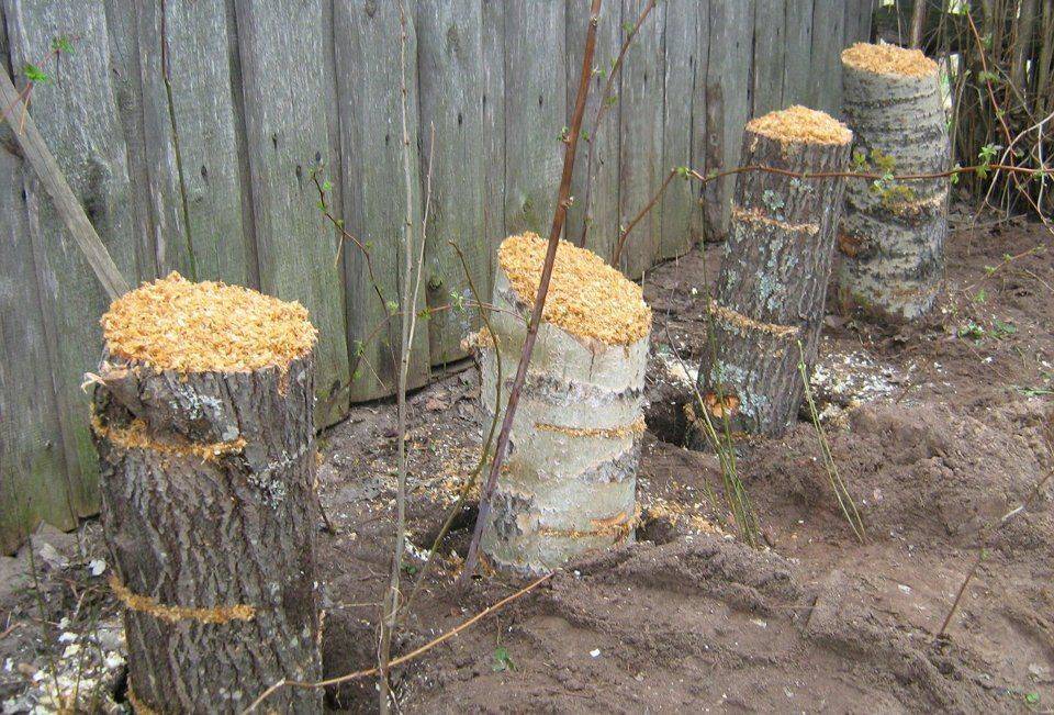 Способы для новичков: как вырастить грибы на даче
