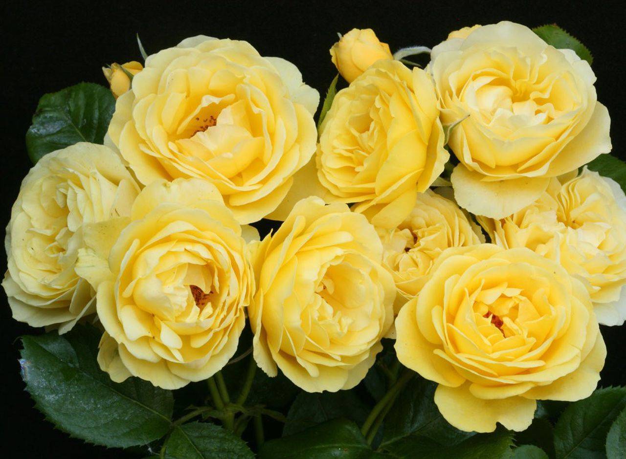 ✅ роза фрезия: описание, отличительные характеристики, особенности выращивания и ухода, фото - tehnoyug.com