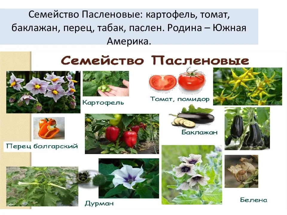 Растения семейства пасленовых: особенности, список с фото