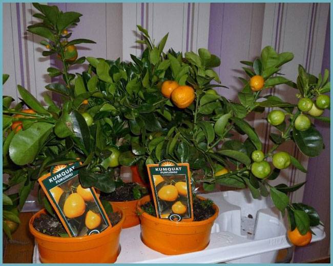 Как посадить мандарин в горшке и ухаживать за ним дома