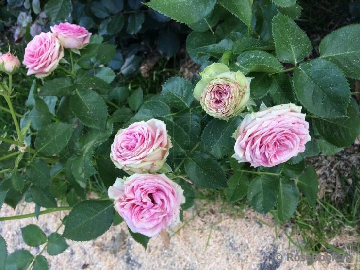 Мими эден роза - описание сорта, правила выращивания, советы и отзывы