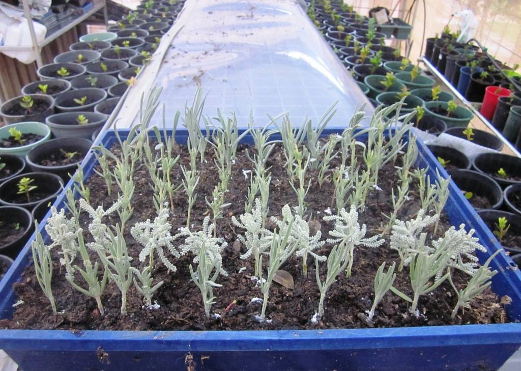 Выращивание лаванды из семян в домашних условиях