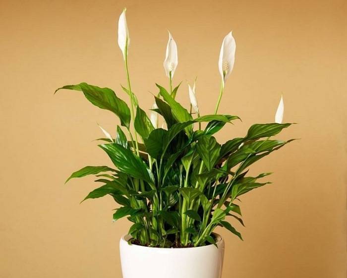 Спатифиллум шопен — описание домашнего цветка
