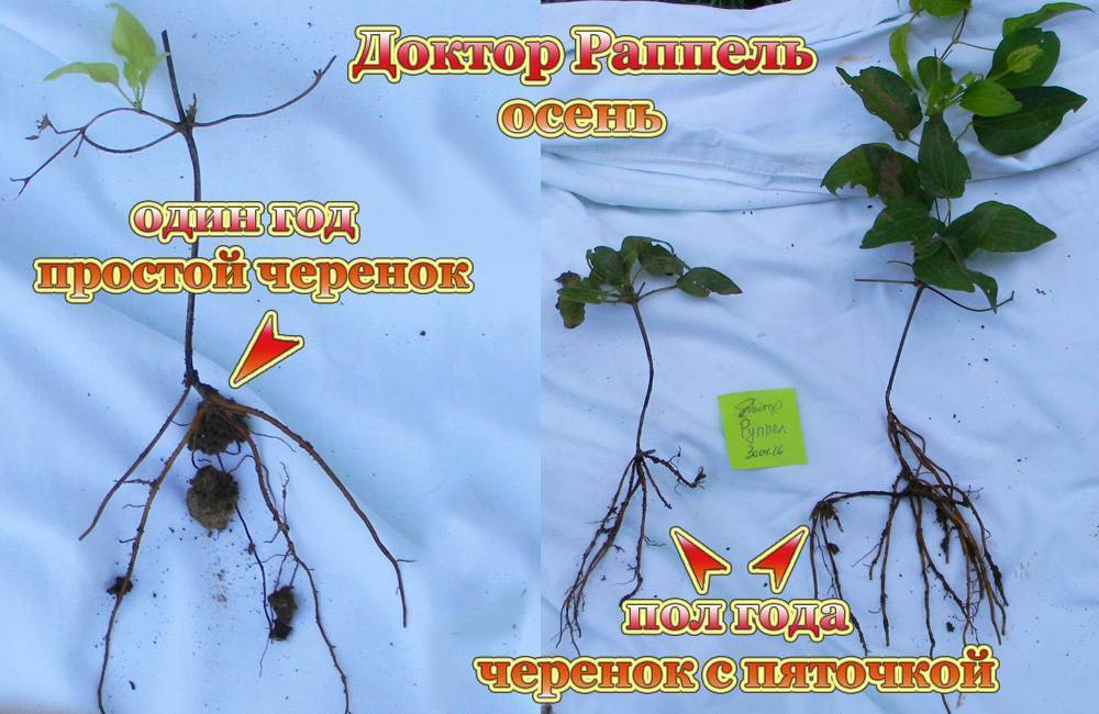 Размножение клематисов. семенами, черенками, отводками, делением куста, фото