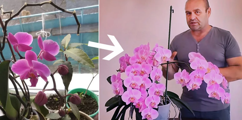 Как ухаживать за цветком орхидея (фаленопсис) в домашних условиях :: инфониак