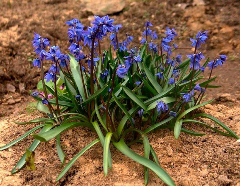 Весенний цветок пролеска или сцилла: правила посадки и выращивания в саду