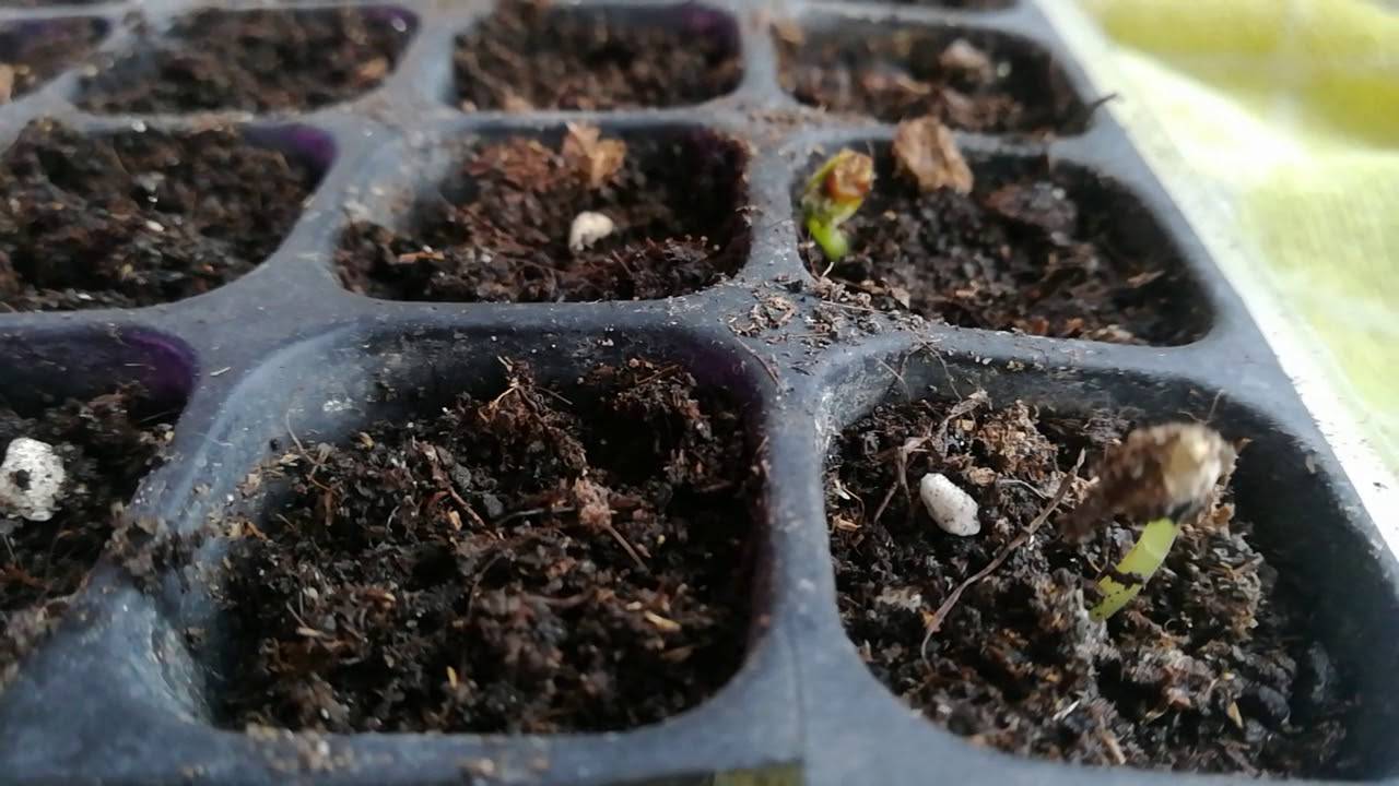 Многолетние люпины: выращивание из семян, когда сажать в открытый грунт, посадка и уход летом и осенью