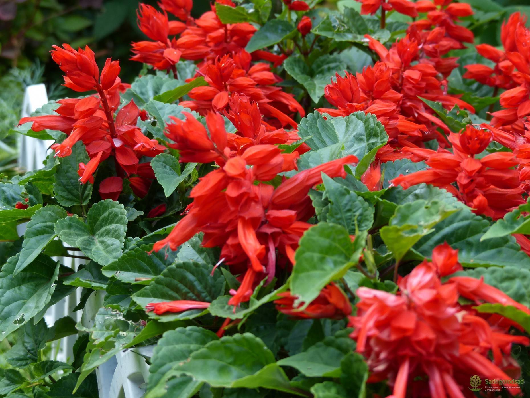 Цветы сальвия (salvia) или шалфей — характеристики многолетнего растения