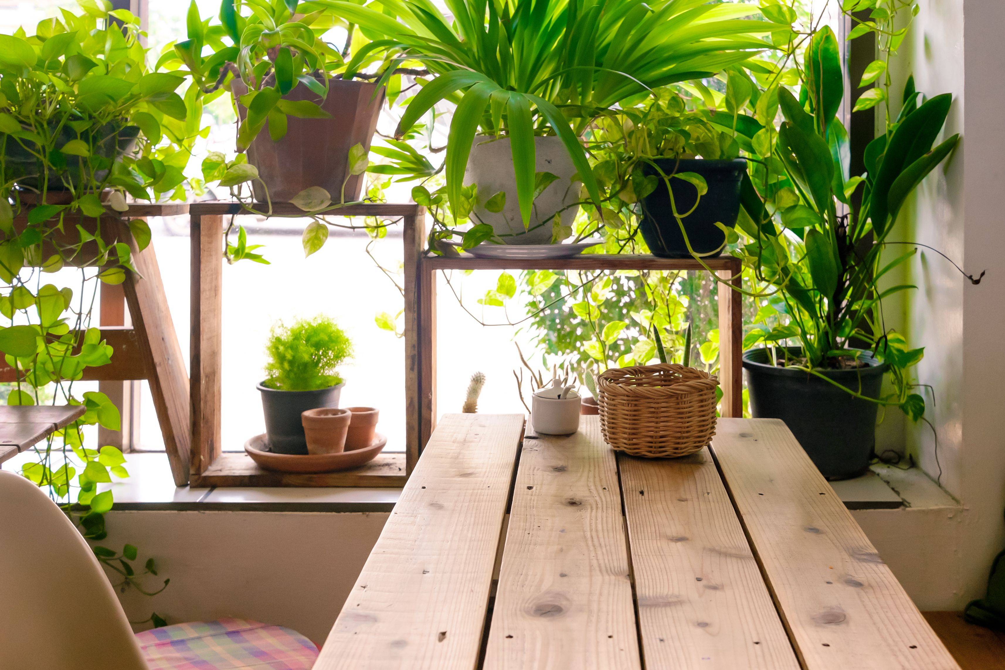 8 комнатных растений, которые не боятся сквозняков