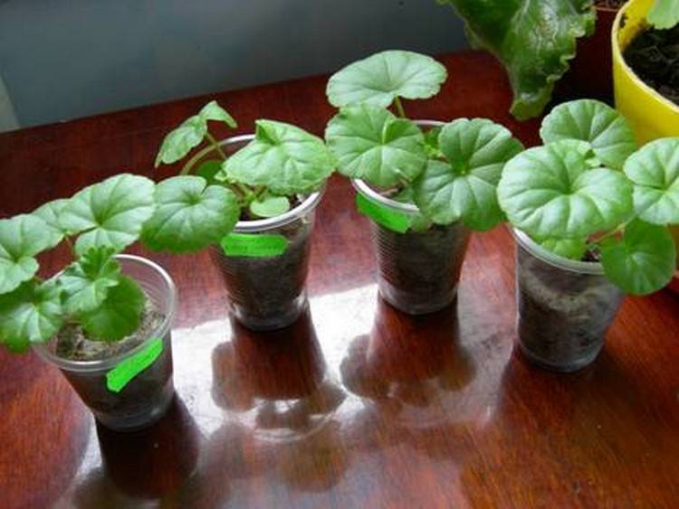 Выращивание пеларгонии из семян дома. выбираем и выращиваем лучшие сорта пеларгонии из семян в домашних условиях