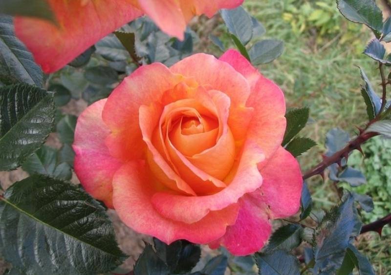Роза арлекин: описание, фото и отзывы тех, кто выращивает