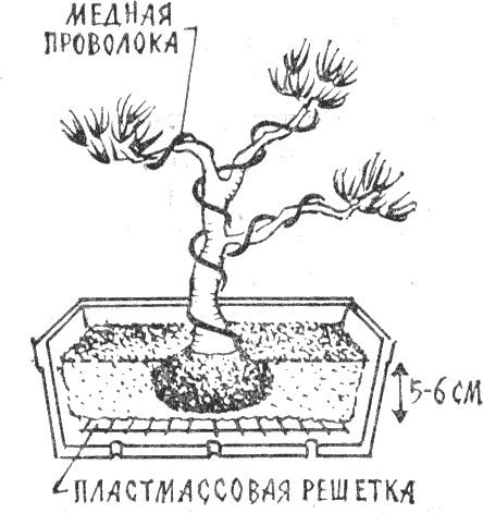 Как вырастить бонсай (с иллюстрациями) - wikihow