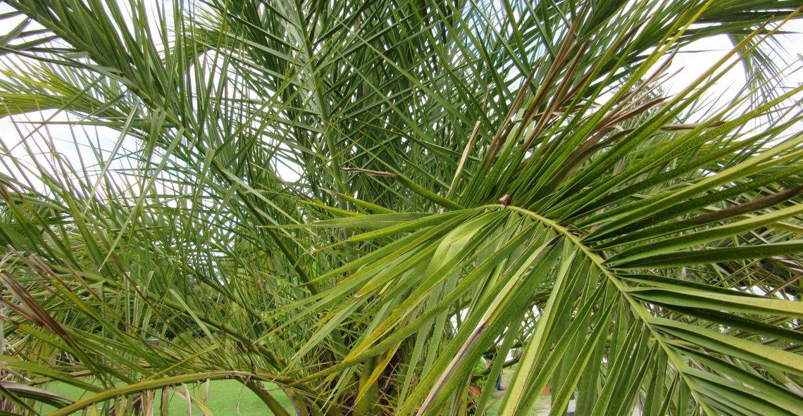 перистолистные пальмы