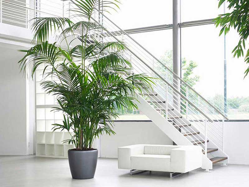Не всякий может себе позволить: большие комнатные растения