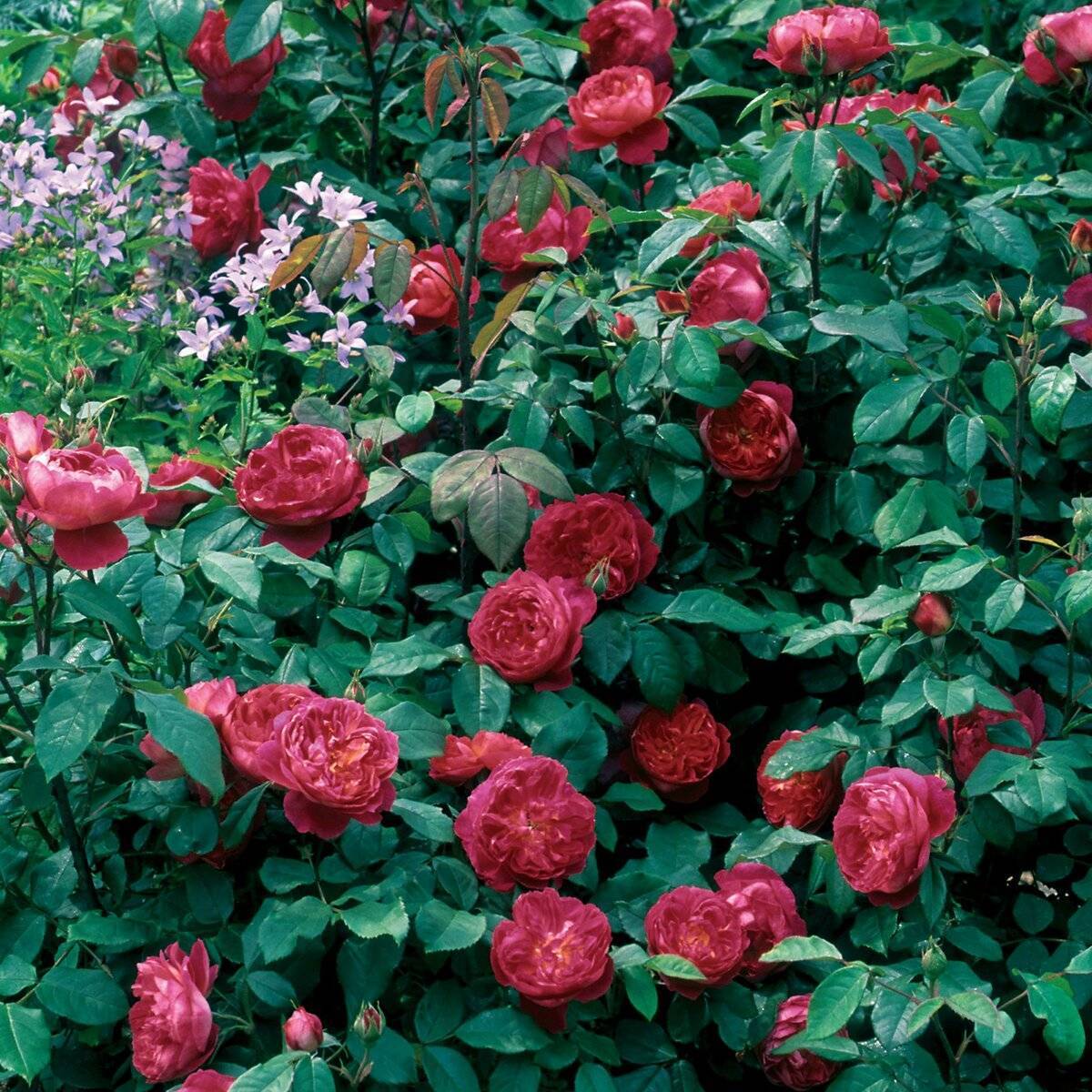 Роза «бенджамин бриттен»: особенности выращивания
