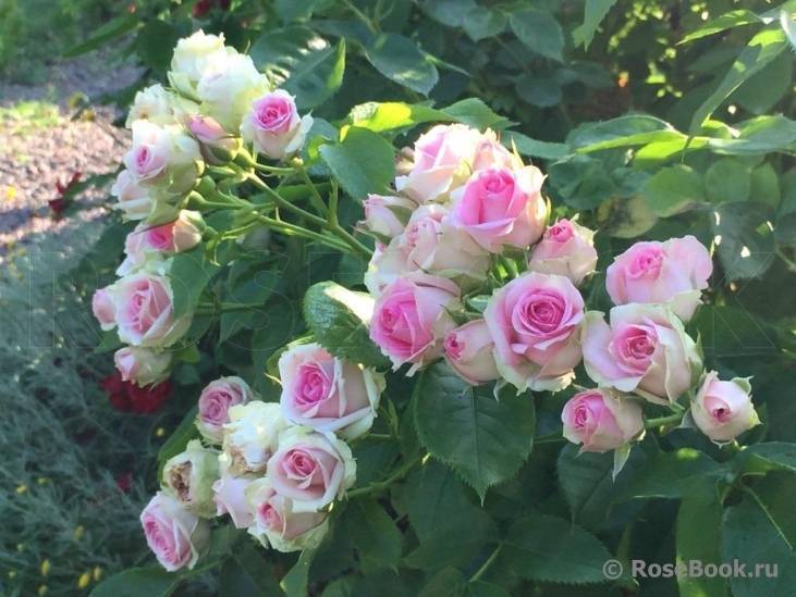 Описание почвопокровной розы мими эден: что это за миниатюрный спрей-цветок