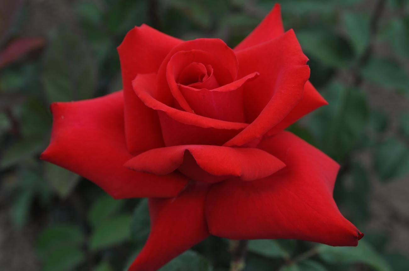 Гирлянд де амур роза - внешний вид, характеристики, правила выращивания