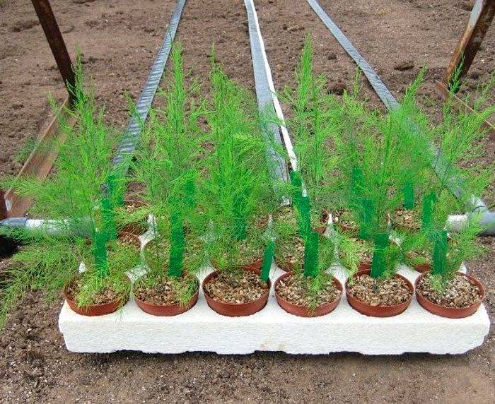 Садовые аспарагусы или спаржа: выращивание на даче и уход в открытом грунте