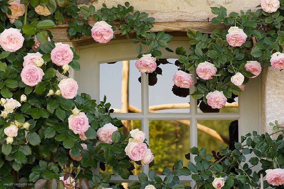 Описание плетистого сорта розы антик 89: как выращивать клаймбер, посадка и уход