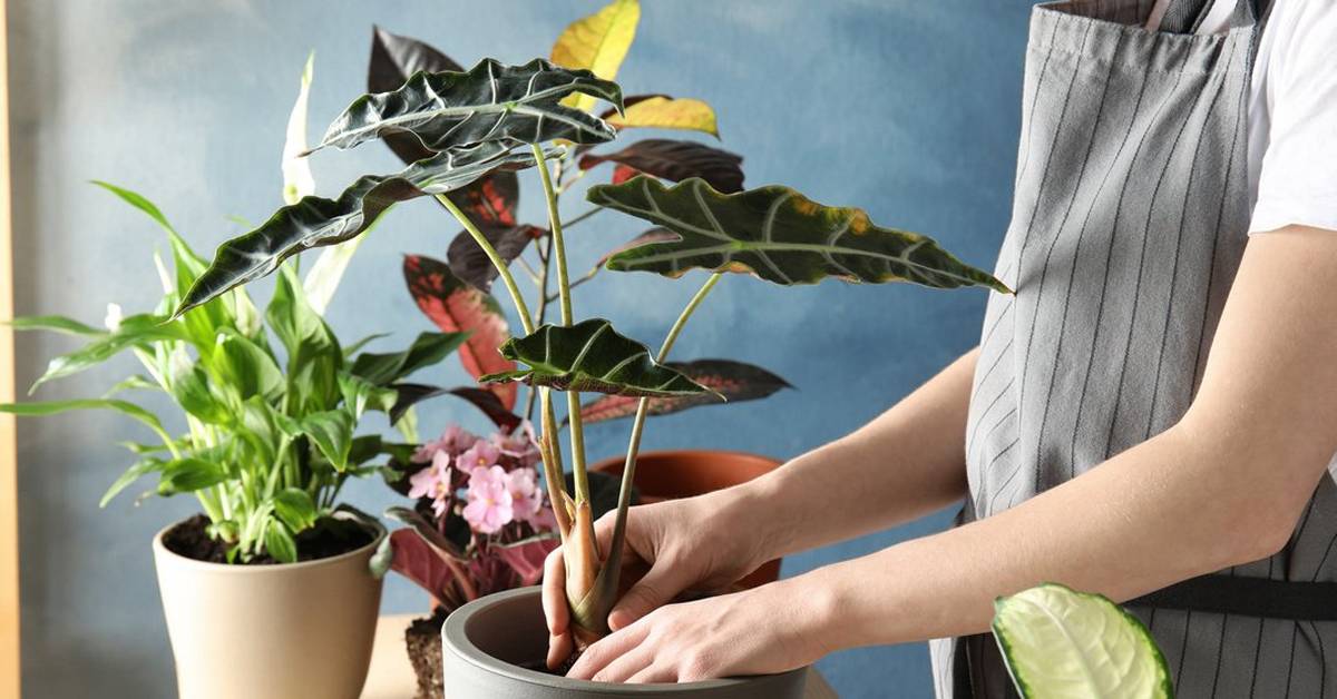 Как ухаживать за комнатными растениями в осенне-зимний период? — ботаничка