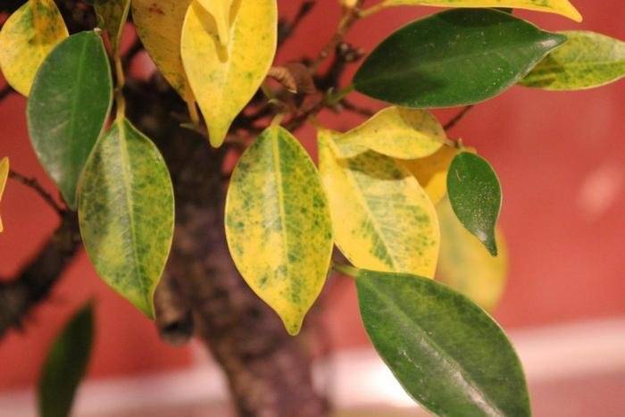 Фикус бенджамина: желтеют и опадают листья, что делать