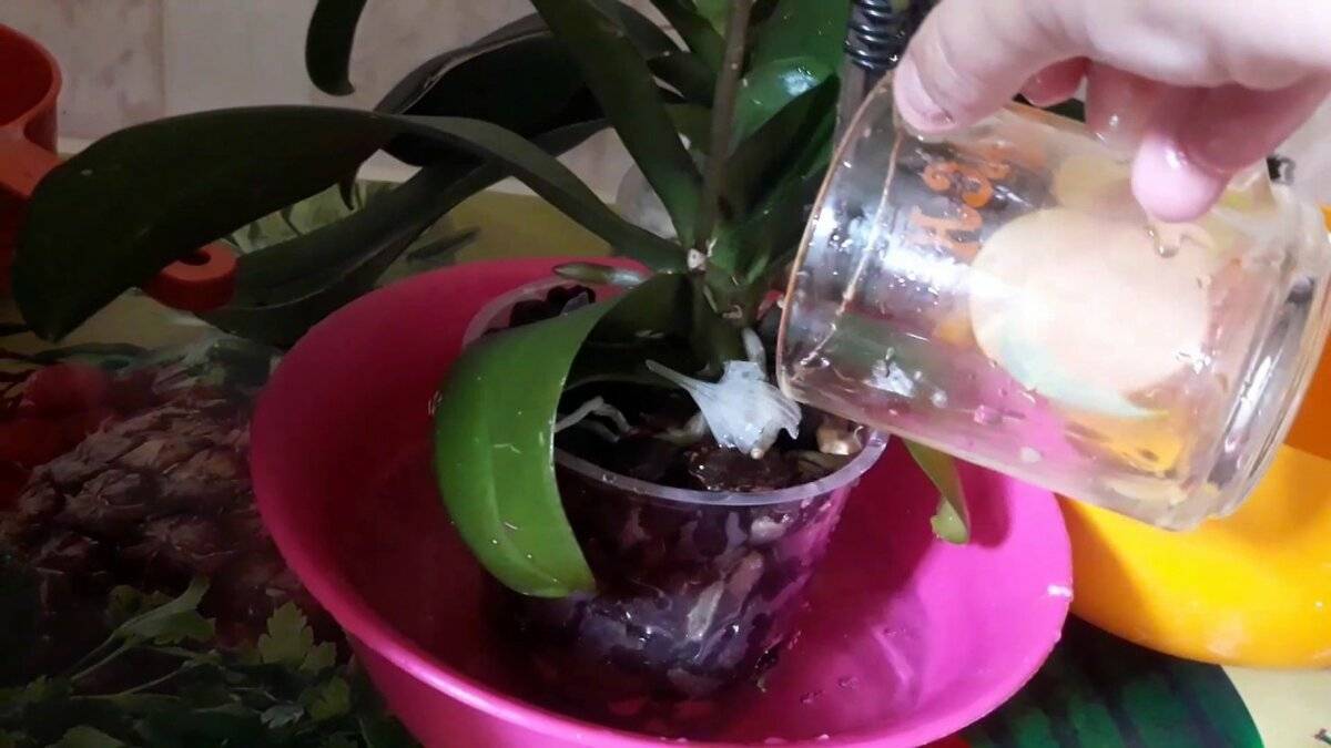 Чесночная вода для орхидей: рецепт приготовления и правильный полив, польза и противопоказания
