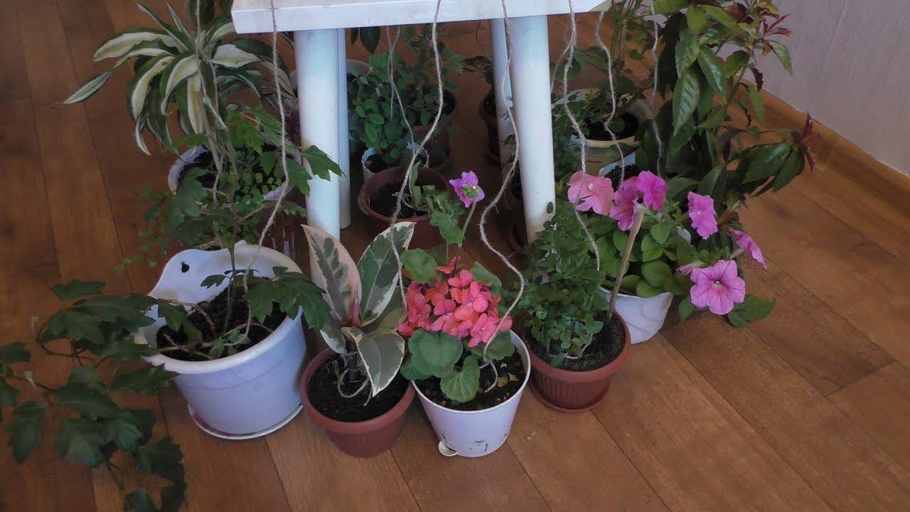 Полив комнатных растений во время отпуска. 6 простых вариантов