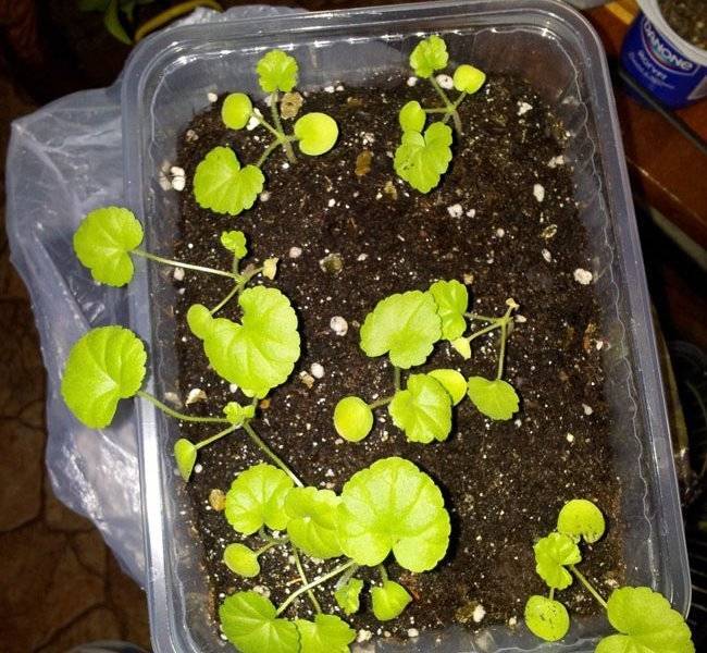 Выращивание пеларгонии (герани) из семян: когда и как сеять на рассаду, дальнейший уход и высадка в грунт