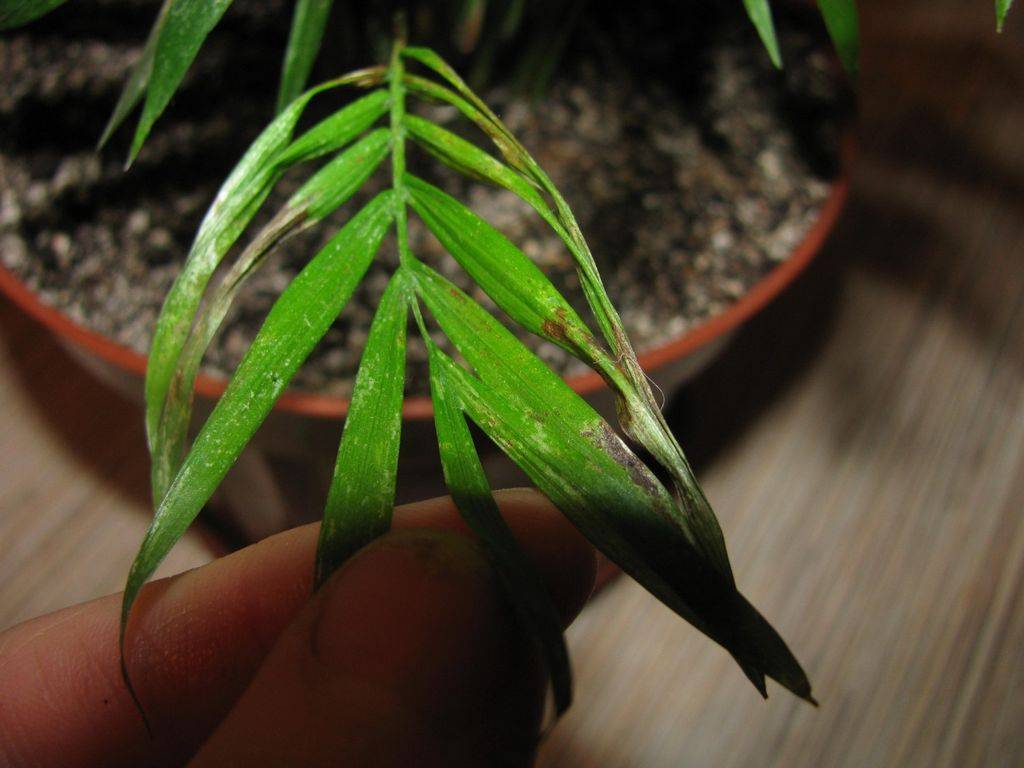 Хамедорея умирает: группа комнатные растения
