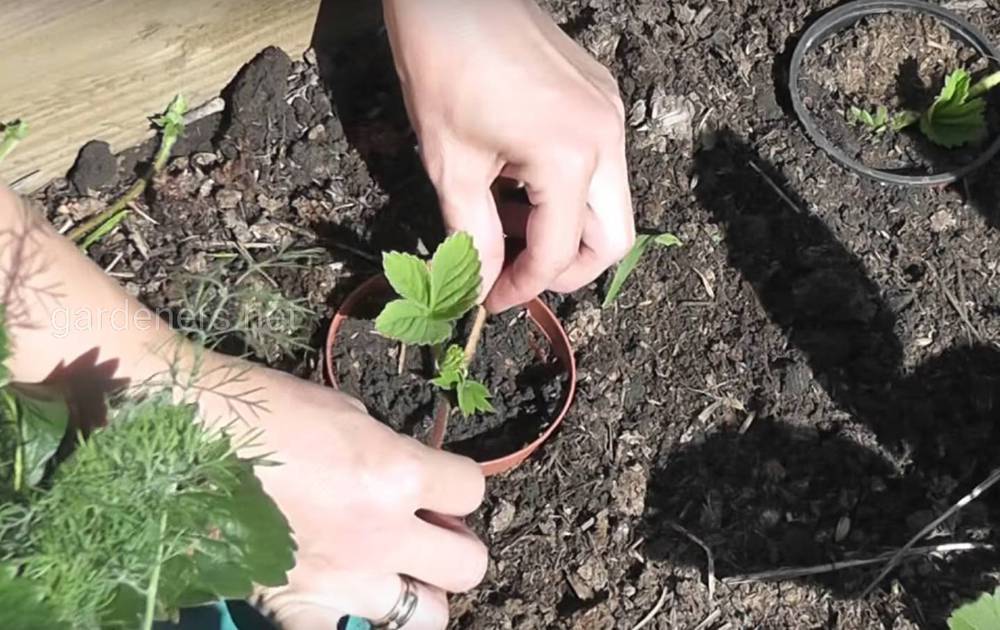 Выращивание клубники в открытом грунте: пошаговая инструкция по посадке и уходу