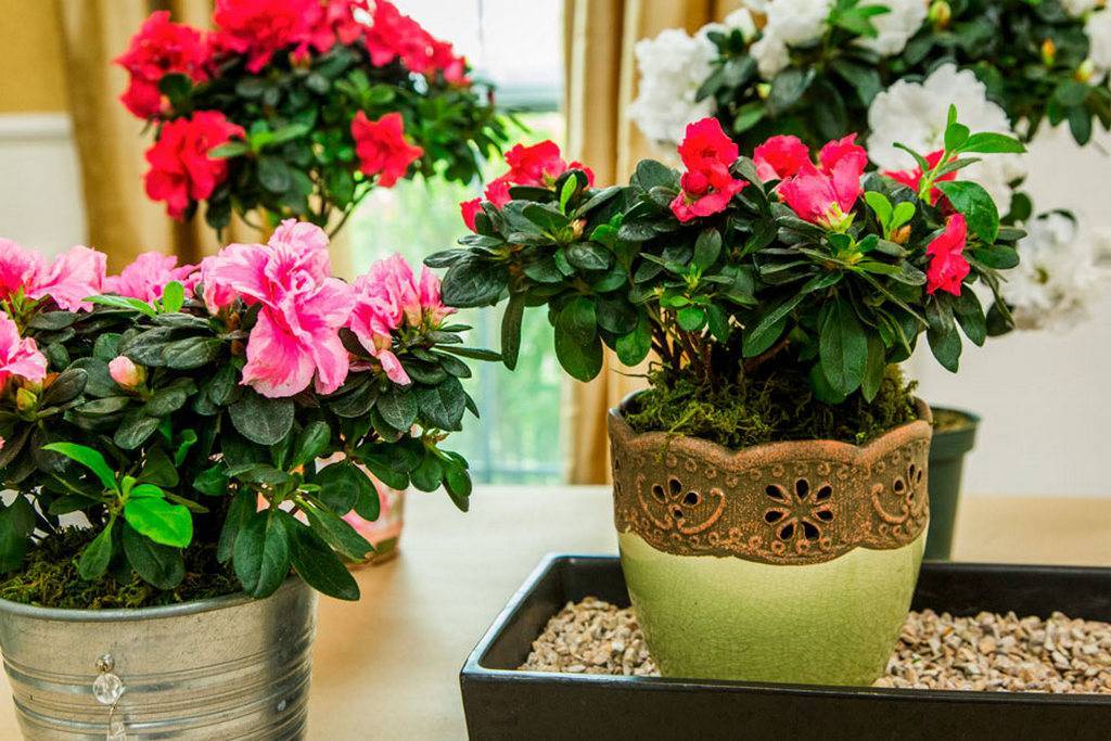 Комнатная лилия: выращивание в домашних условиях, почему не цветет